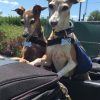 Dads Honor Ride photo
