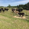 DHR17-cows