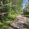 DHR17-tree down